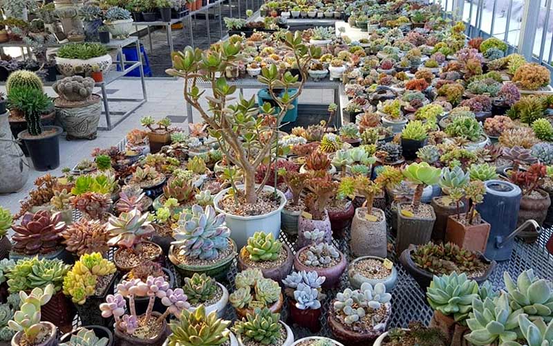 多肉搭棚 多肉搭棚